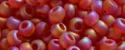 (image for) TOHO 15/o Round Seed Bead-Dark Ruby Transparent Rainbow Matte. 15T165CF