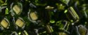 (image for) TOHO 3mm Cube Shape Seed Beads-Olivine Silver Lined