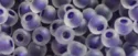 (image for) TOHO 11/o Round-Dark Purple Lined Crystal Rainbow Matte. 11T774FM