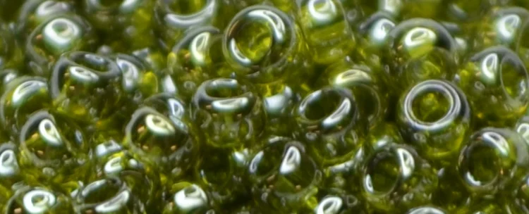 (image for) TOHO 15/o Round Seed Bead-Light Olive Gold Luster. 15T457