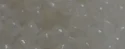 (image for) TOHO 8/o Round Seed Bead-White Translucent. 8T1141