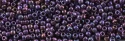 (image for) TOHO 11/o Round-Purple-Gold Iris Metallic. 11T515