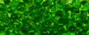 (image for) TOHO 4mm Magatama Bead-Dark Green Lined Lime