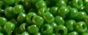 (image for) TOHO 11/o Round-Green Opaque Rainbow. 11T407