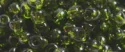 (image for) TOHO 8/o Round Seed Bead-Olivine Transparent. 8T940